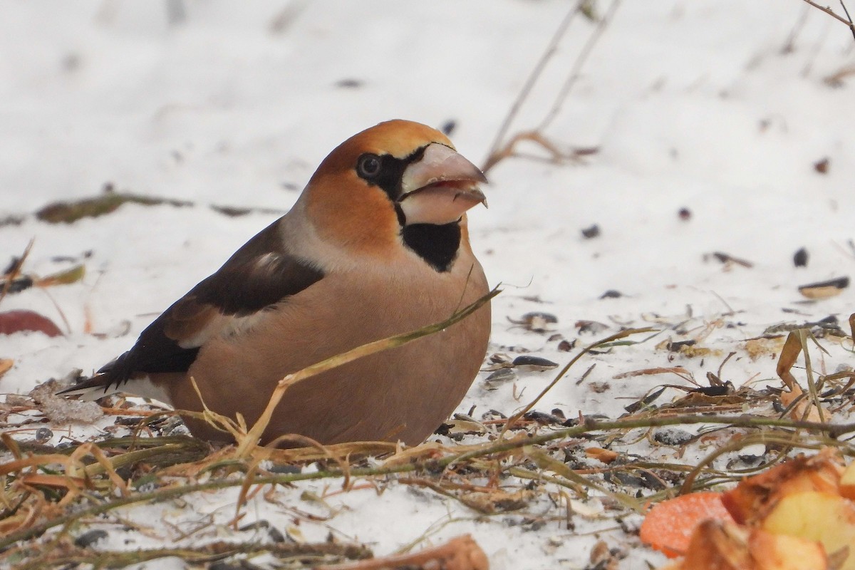 臘嘴雀 - ML648829378