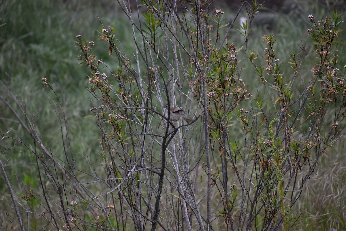 Rufous-crowned Sparrow - ML648829381
