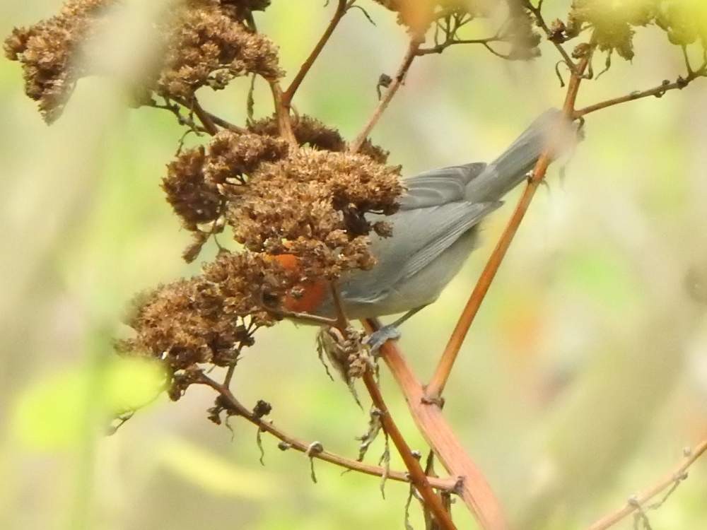 Fulvous-headed Tanager - ML648829383