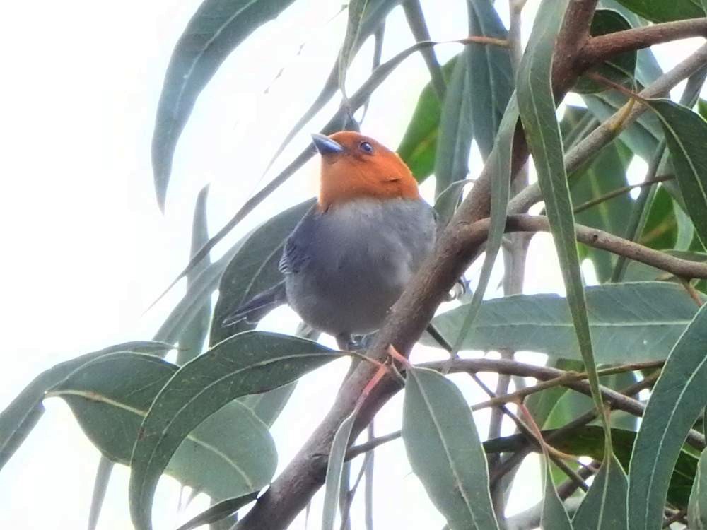 Fulvous-headed Tanager - ML648829384