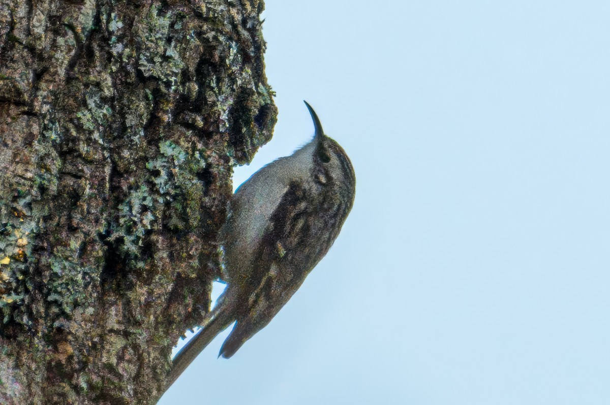 Brown Creeper - ML648829388