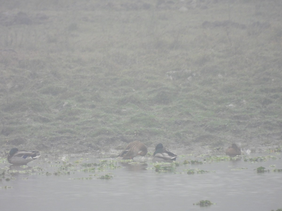 綠頭鴨 - ML648829390