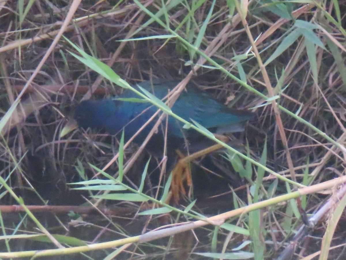 Calamoncillo Americano - ML648829413