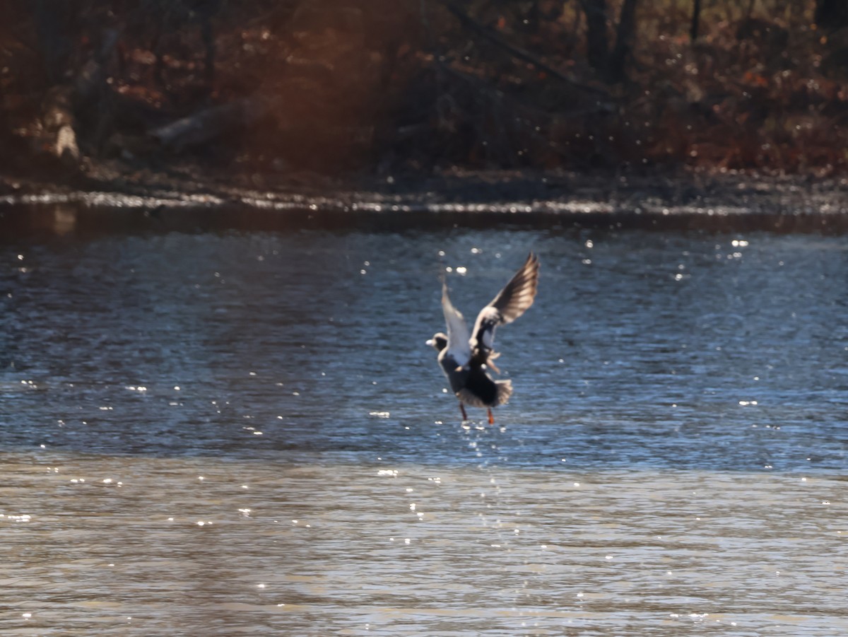 kopřivka obecná - ML648829422