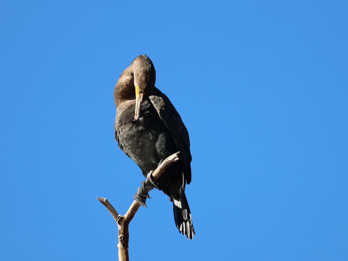 kormorán ušatý - ML648829559