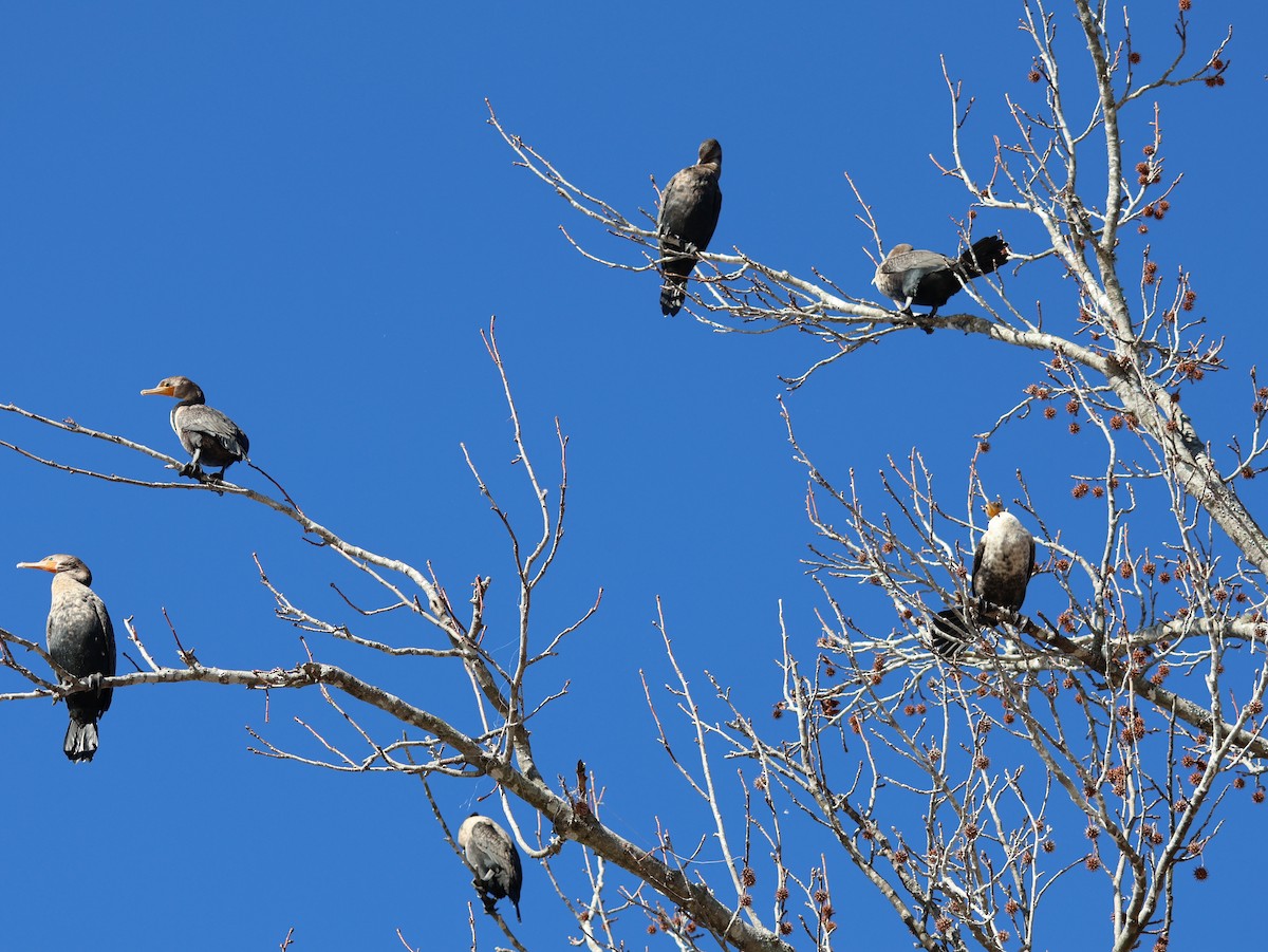 kormorán ušatý - ML648829561