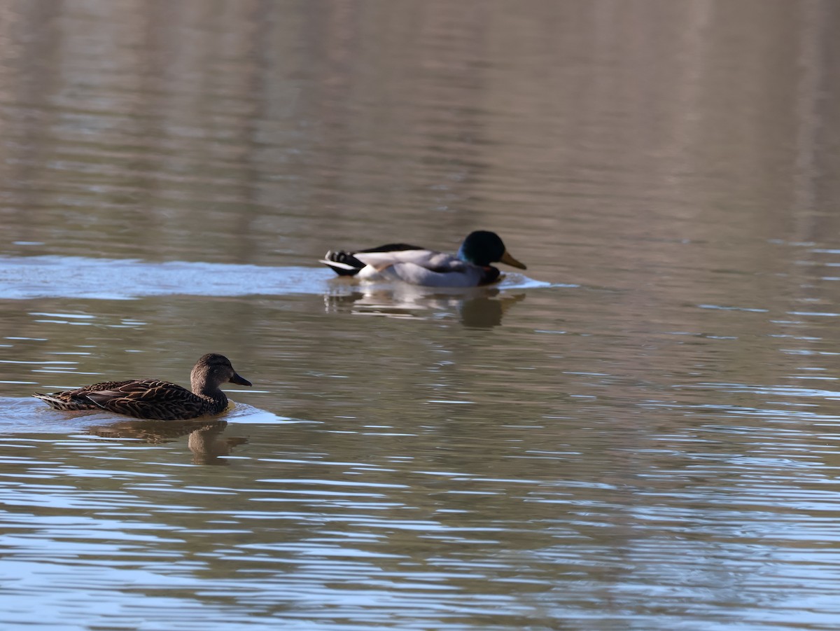 kachna divoká - ML648829691