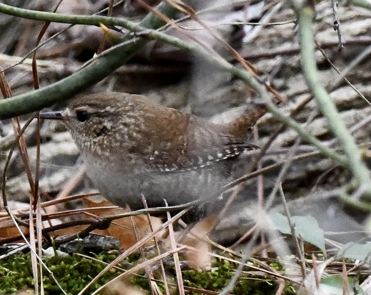 Winter Wren - ML648829741