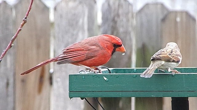 Northern Cardinal - ML648829752