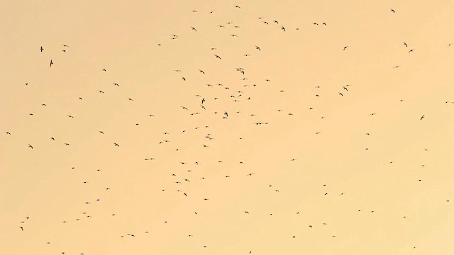 Chaetura sp. - ML648829825