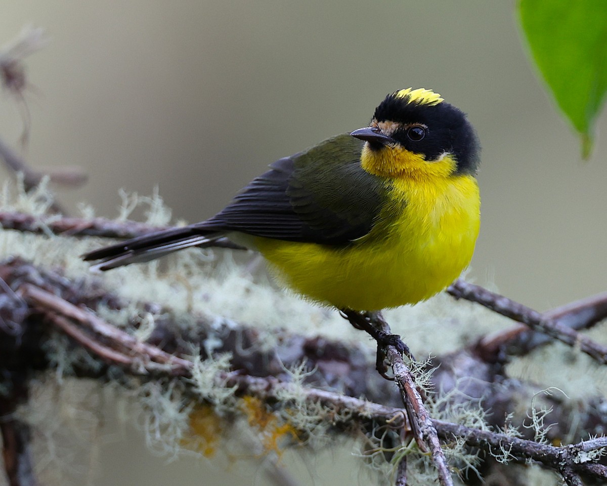 Yellow-crowned Redstart - ML648830069