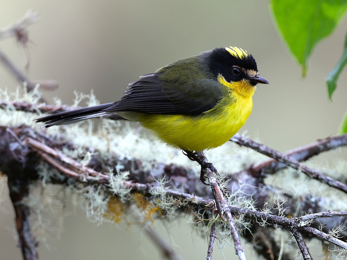 Yellow-crowned Redstart - ML648830070