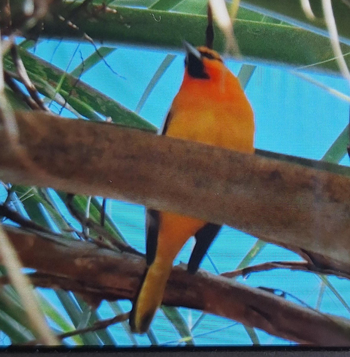 ML648830206 - Bullock's Oriole - Macaulay Library