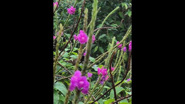 Black-crested Coquette - ML648830209
