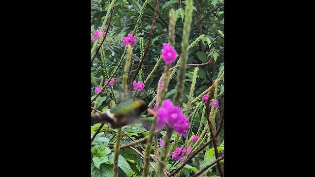 Black-crested Coquette - ML648830210