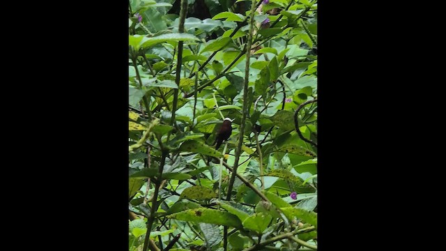 Snowcap - ML648830215