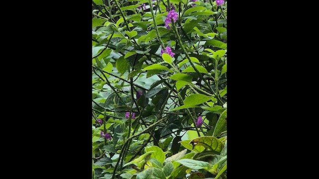 Snowcap - ML648830216