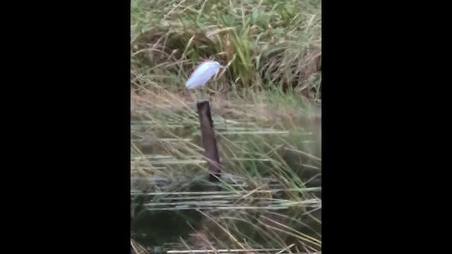 Little Blue Heron - ML648830230