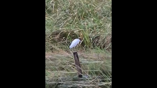 Little Blue Heron - ML648830231