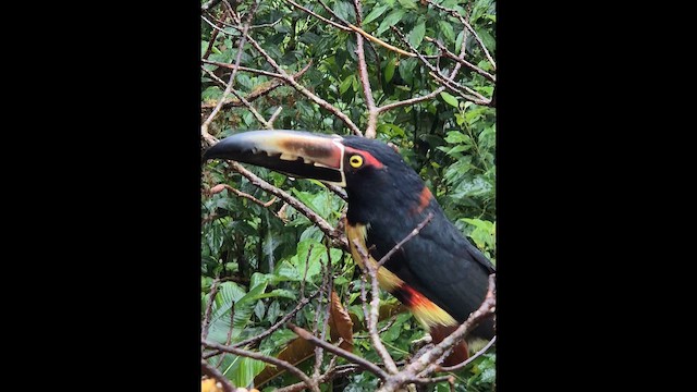 Collared Aracari - ML648830245