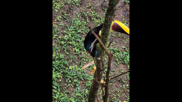 Yellow-throated Toucan - ML648830254
