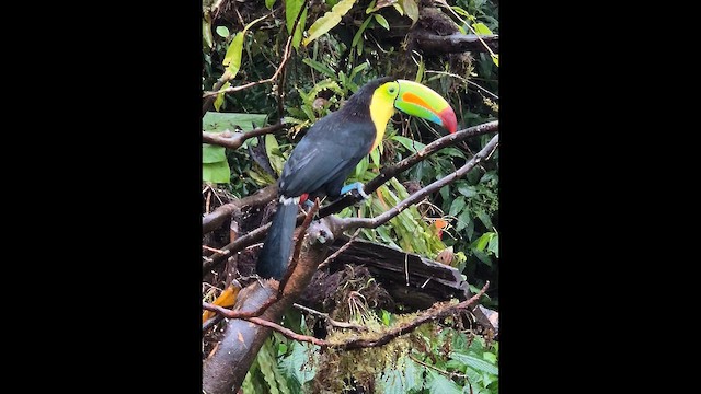Keel-billed Toucan - ML648830265