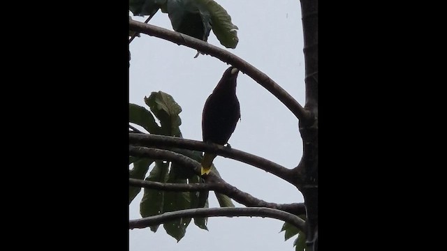 Chestnut-headed Oropendola - ML648830272