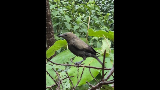 Palm Tanager - ML648830279