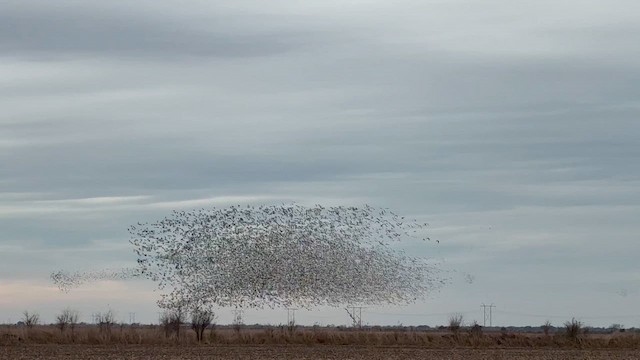 Snow Goose - ML648830299