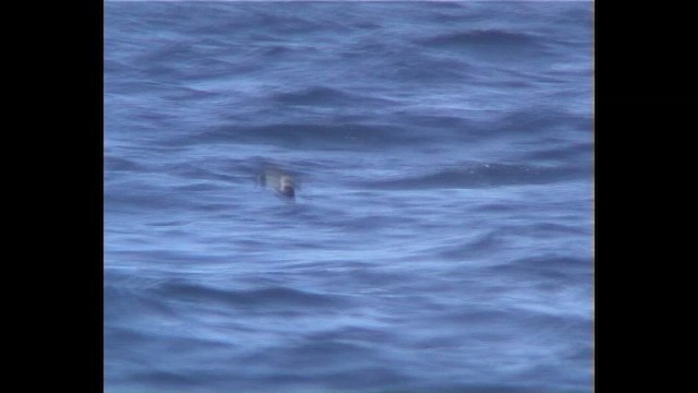 White-faced Storm-Petrel - ML648830409