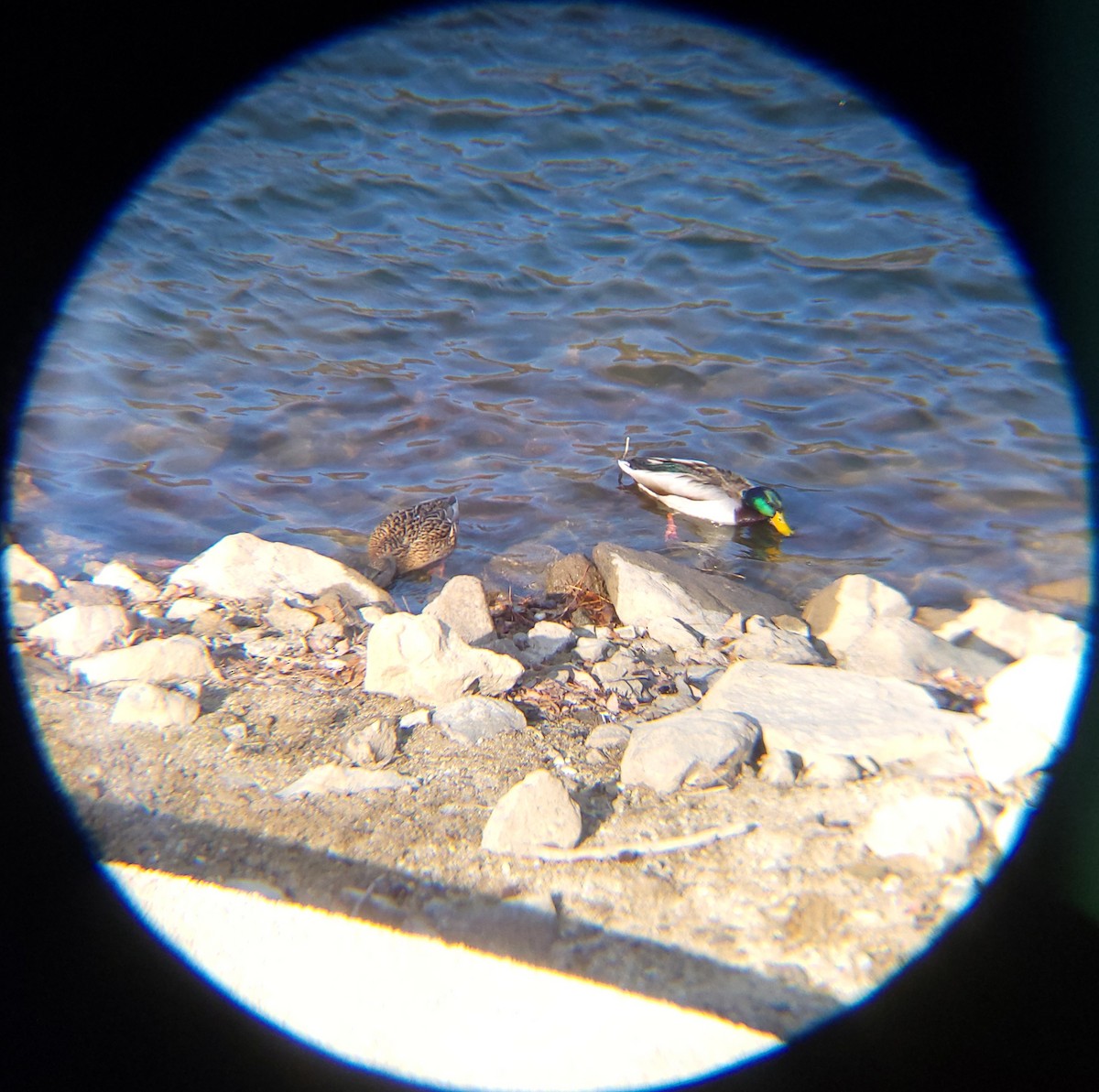 stokkand - ML648830520