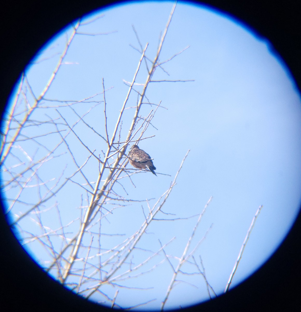 mongolturteldue - ML648830522