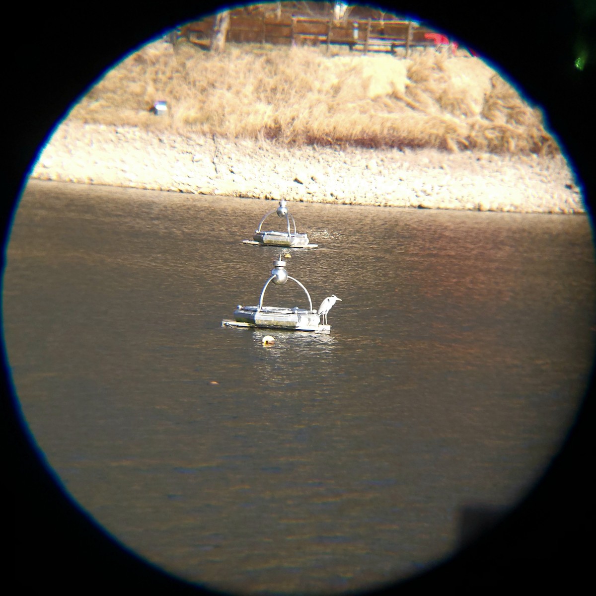 gråhegre - ML648830534