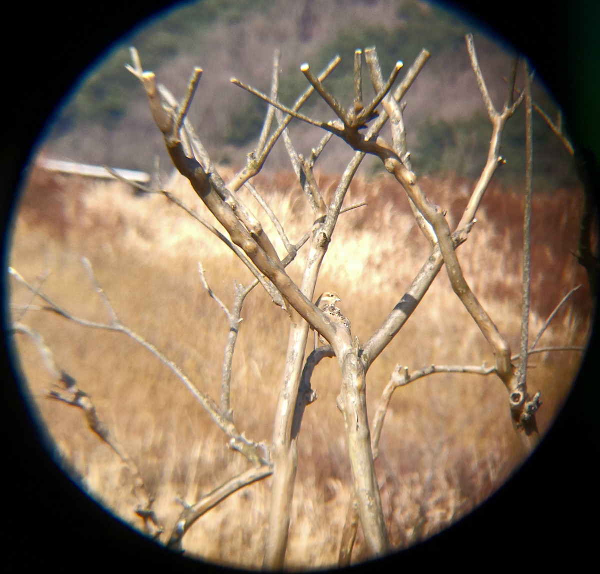 oksevarsler - ML648830540