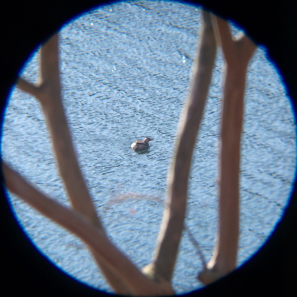 dvergdykker - ML648830561