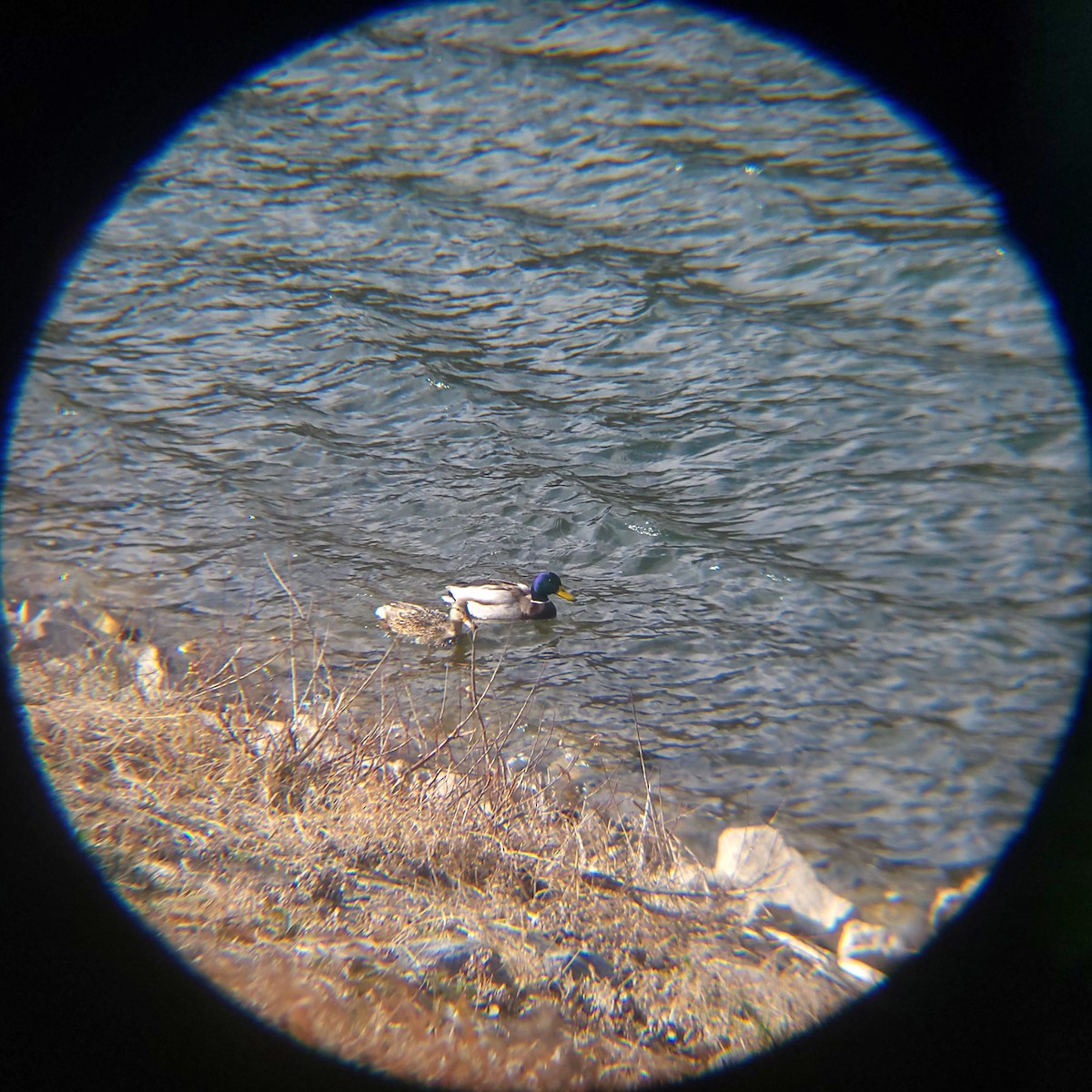 stokkand - ML648830603