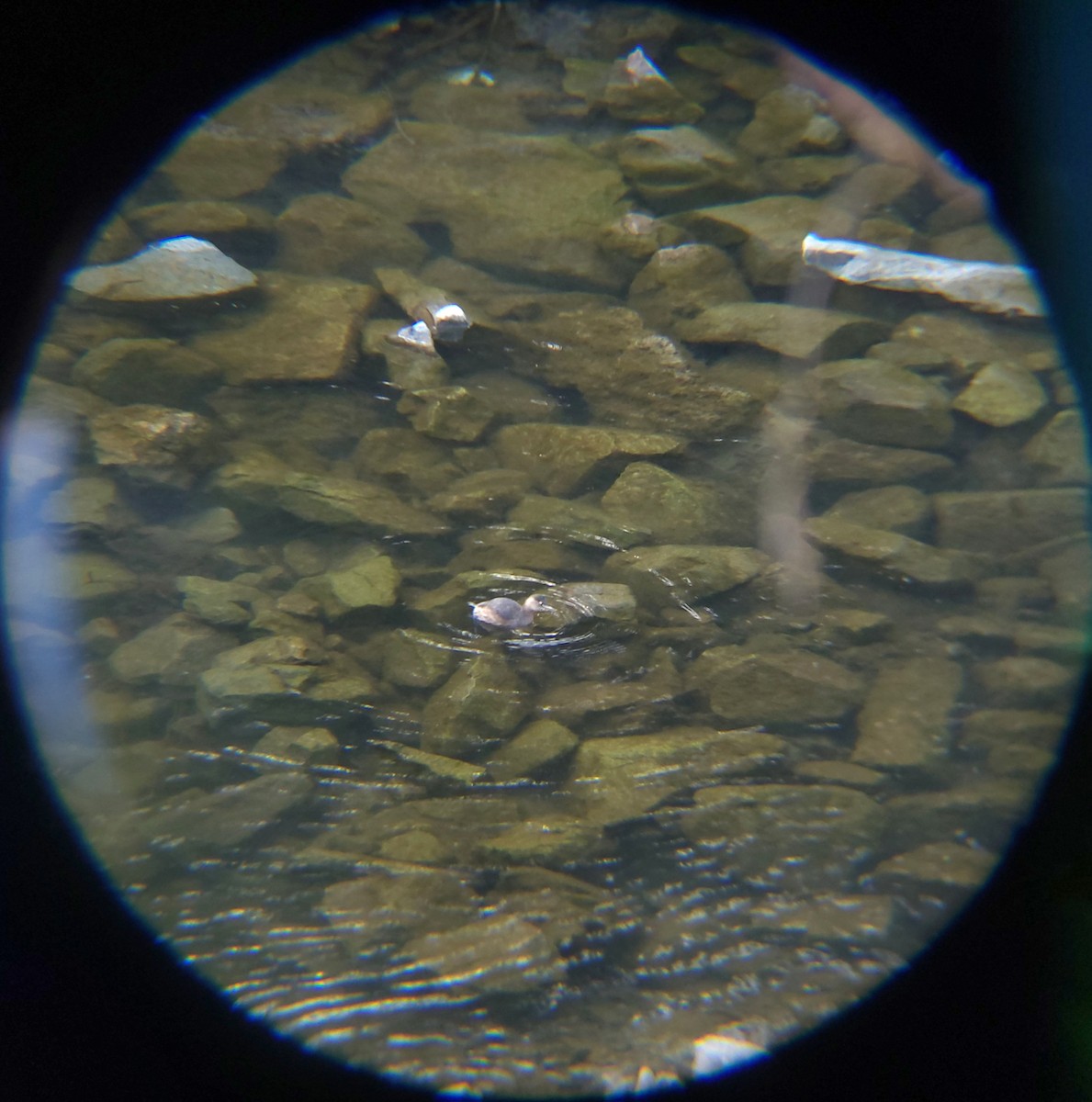 dvergdykker - ML648830624