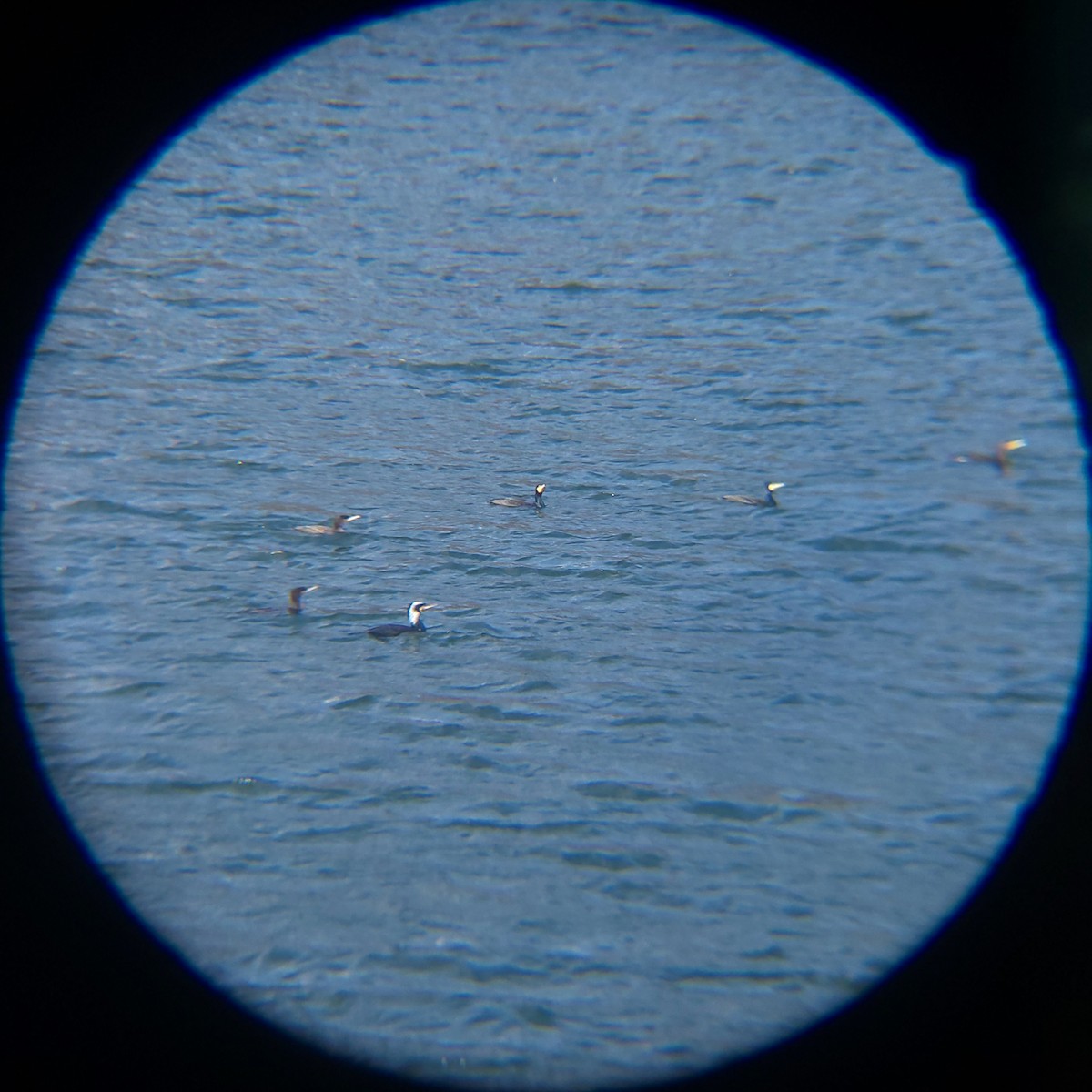 storskarv - ML648830635