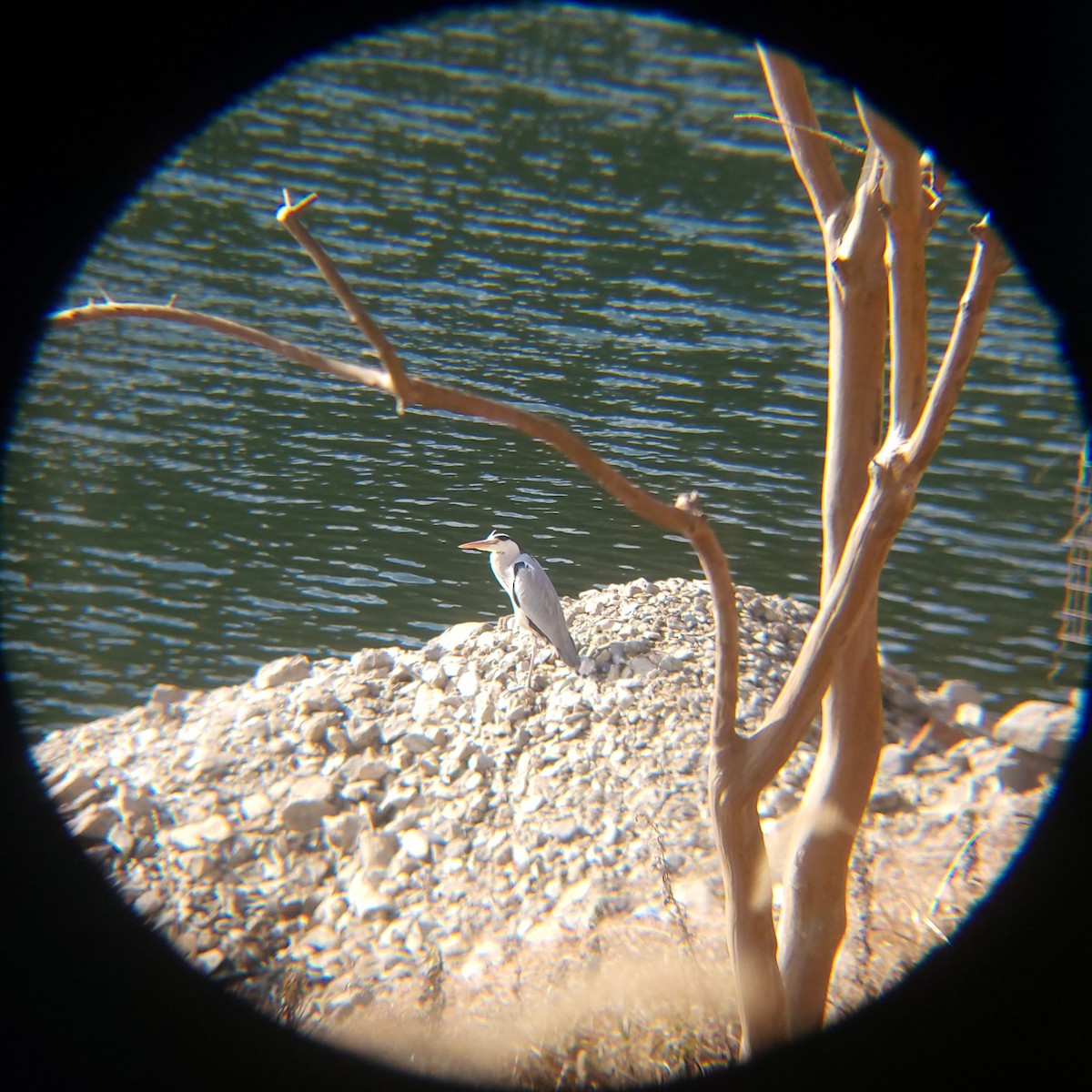 gråhegre - ML648830639