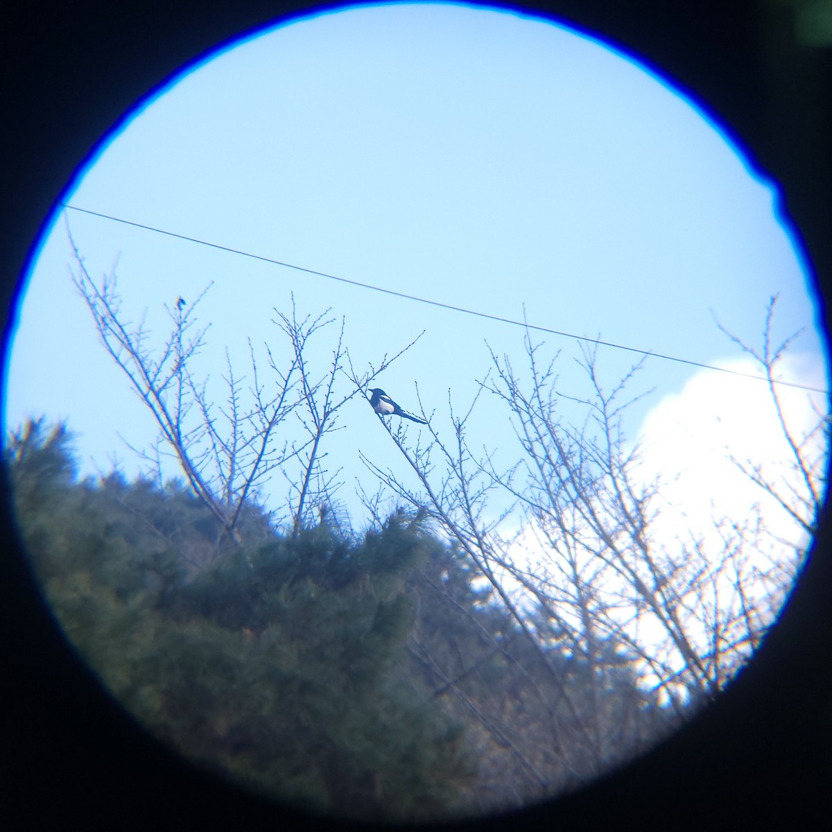 orientskjære - ML648830649