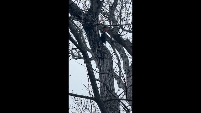 Pileated Woodpecker - ML648831033