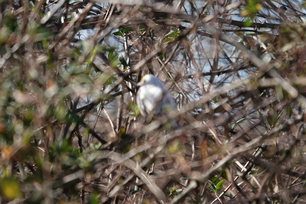 גיבתונית לבנת-גרון - ML648831194