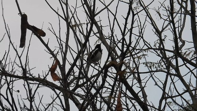 Oriental Magpie-Robin - ML648831281