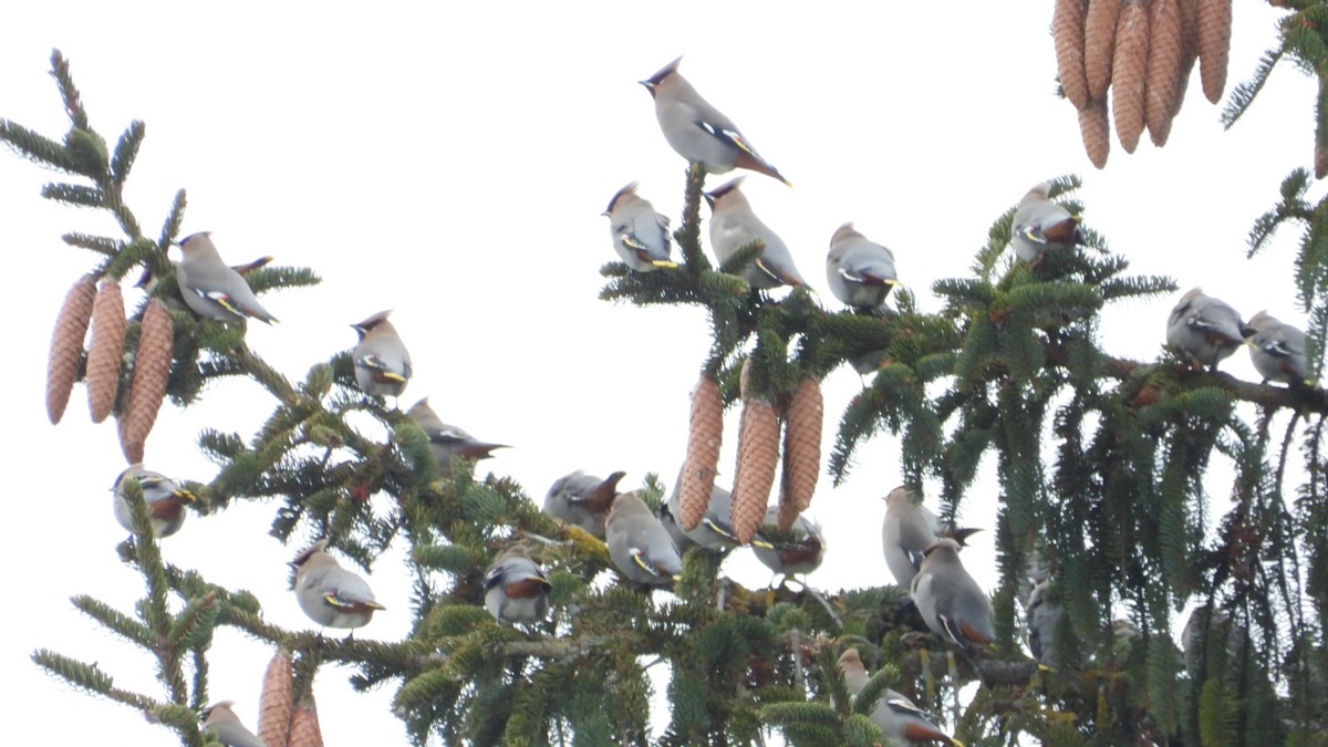 Bohemian Waxwing - ML648831380