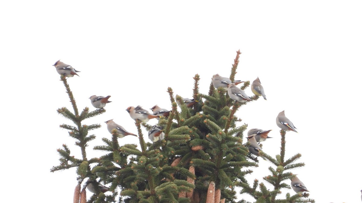 Bohemian Waxwing - ML648831381