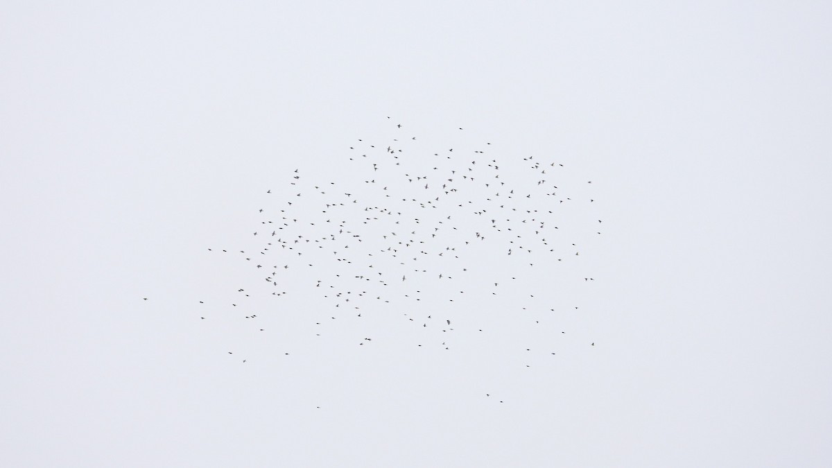 Bohemian Waxwing - ML648831382