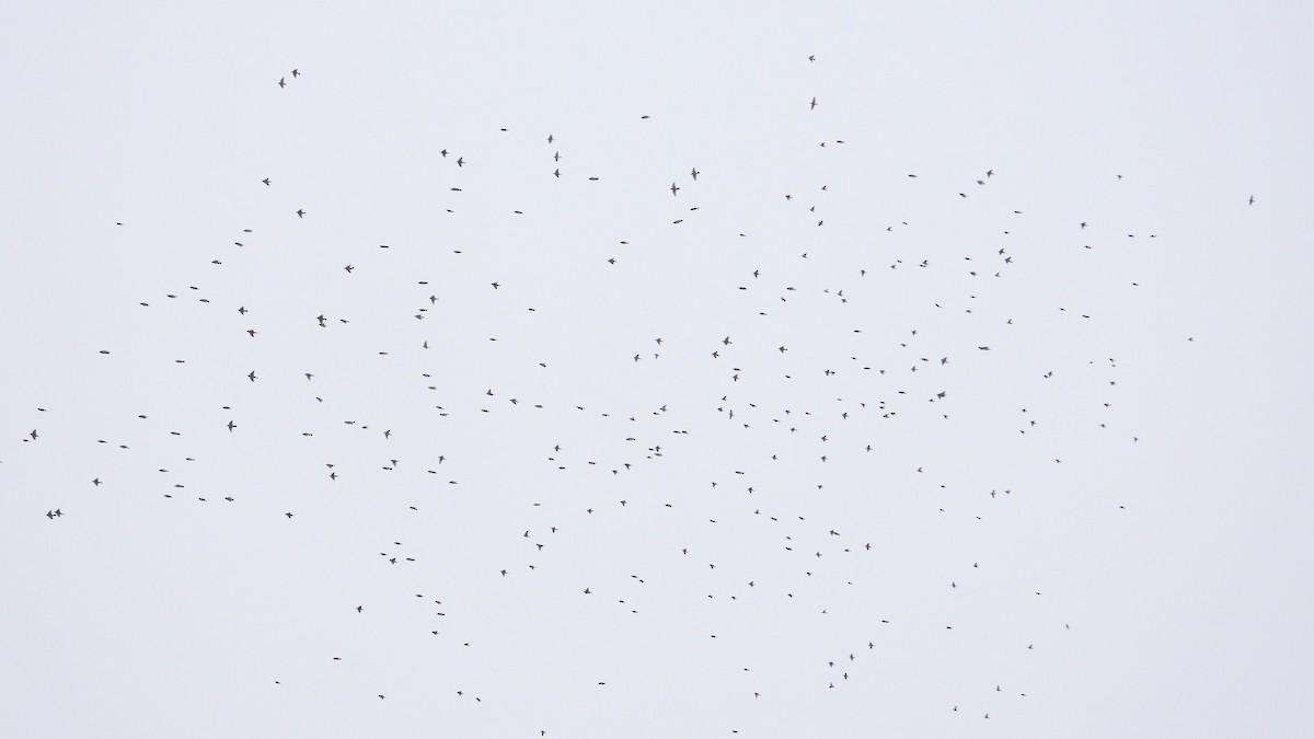 Bohemian Waxwing - ML648831383