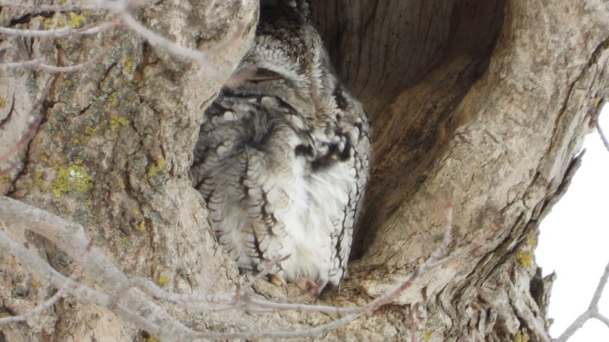 Eastern Screech-Owl - ML648831418