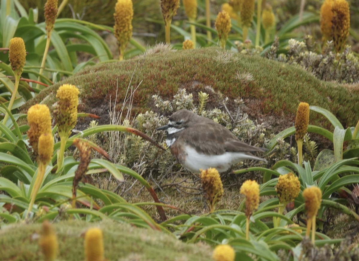 Pluvier à double collier - ML648831566