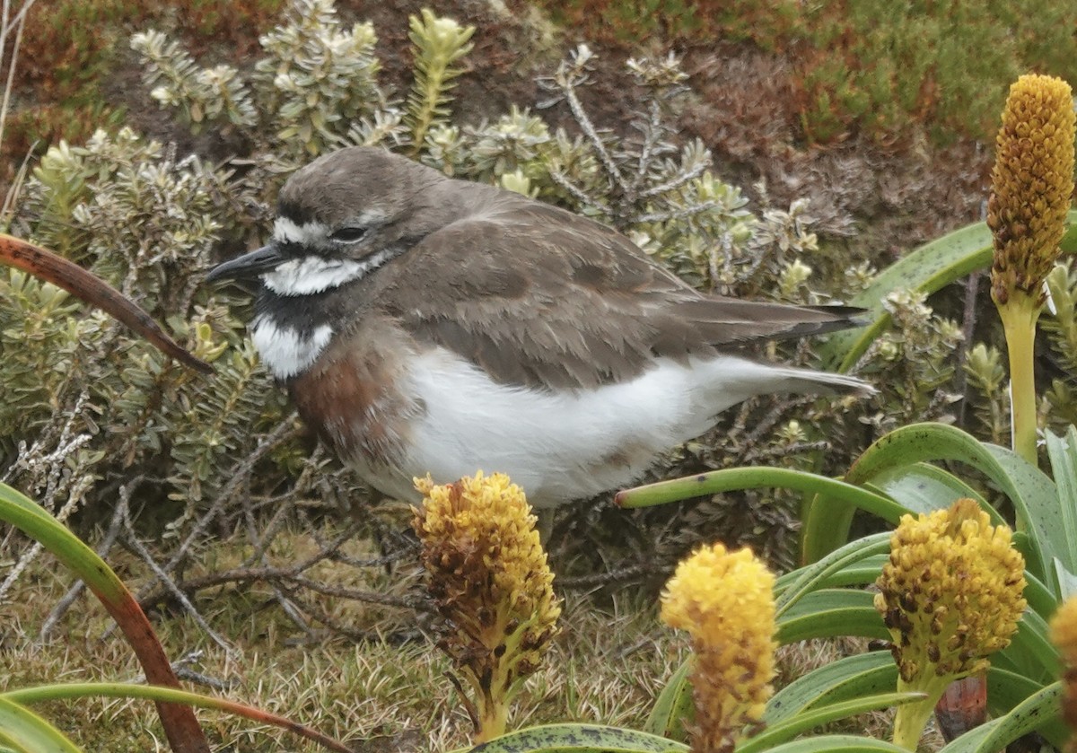 Pluvier à double collier - ML648831567